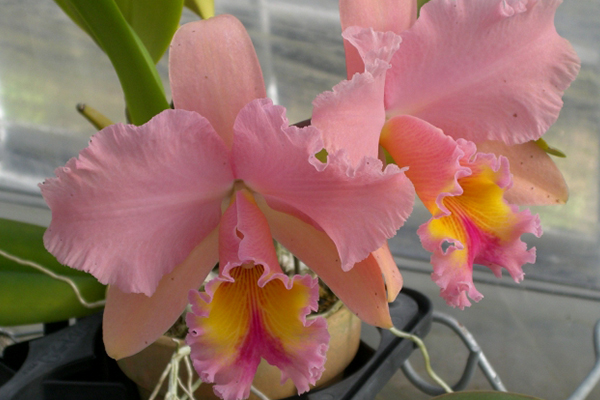 Blc.George King`Serend Pity`AM/AOS 