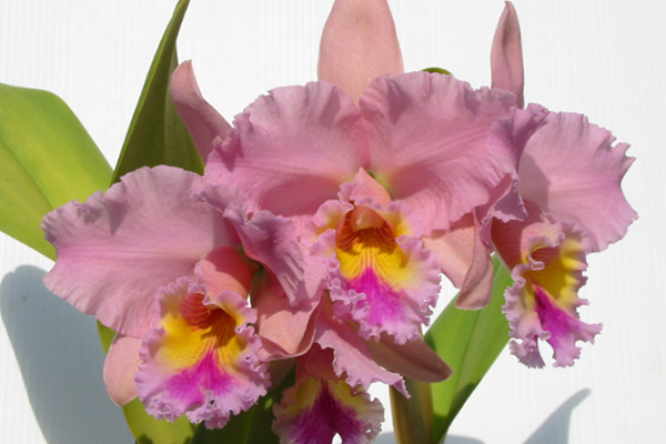 Blc.George King`Serend Pity`AM/AOS花付き株